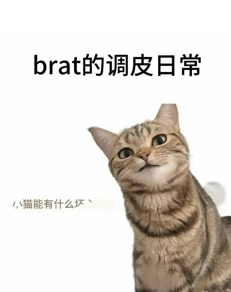 【西檬之家】K9是什么？字母圈新人需知的犬系扮演指南