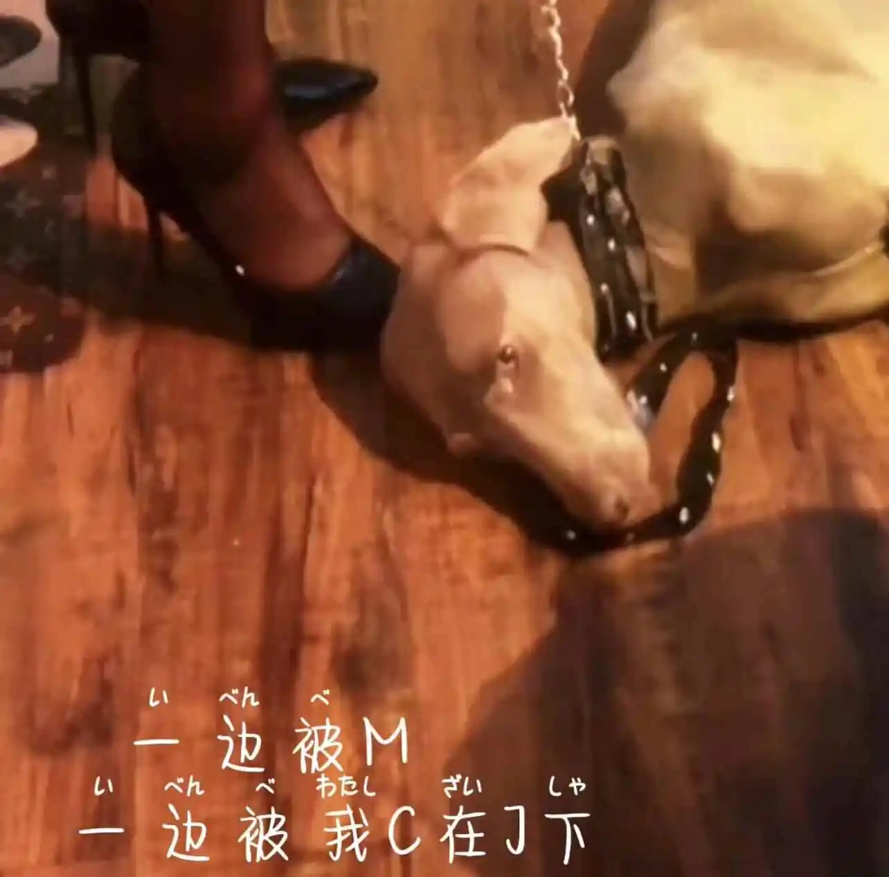 【西檬之家】Brat属性解析：字母圈新人的自我认知指南